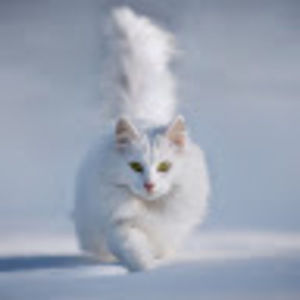 Meet your Posher, Laurie